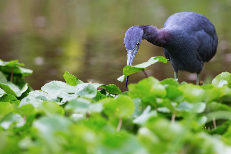 A hunting little blue heron (Egretta caerulea). Canon 5D Mark III, Canon EF 400mm f/5.6 L USM, 1/320, f/6.3, iso 500, handheld from boat.