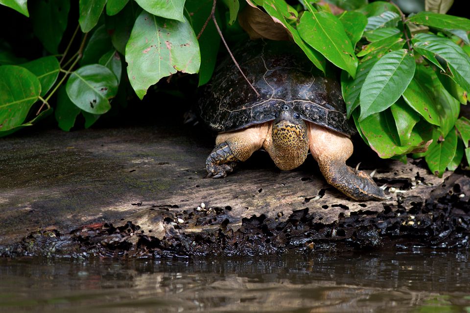 Portrait of a black river turtle (Rhinoclemmys funerea). Canon 5D Mark III, Canon EF 400mm f/5.6 L USM, 1/320, f/5.6, iso 250, handheld from boat.