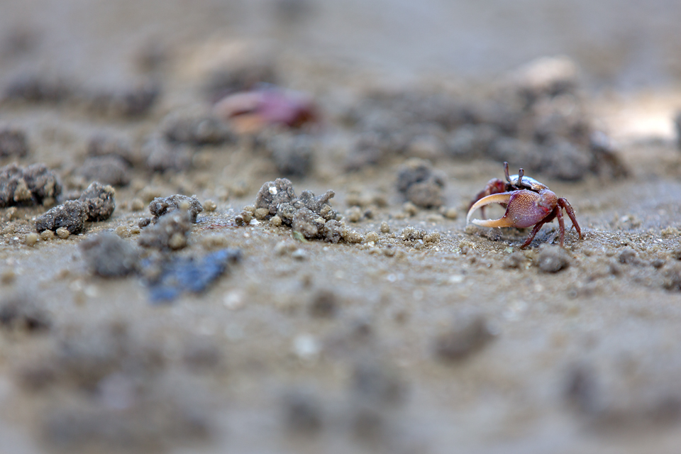 Fiddler crab sp.? Canon 5D Mark III, Canon EF 70-200mm f/2.8L IS II USM, 1/250, f/3.5, iso 100, handheld.
