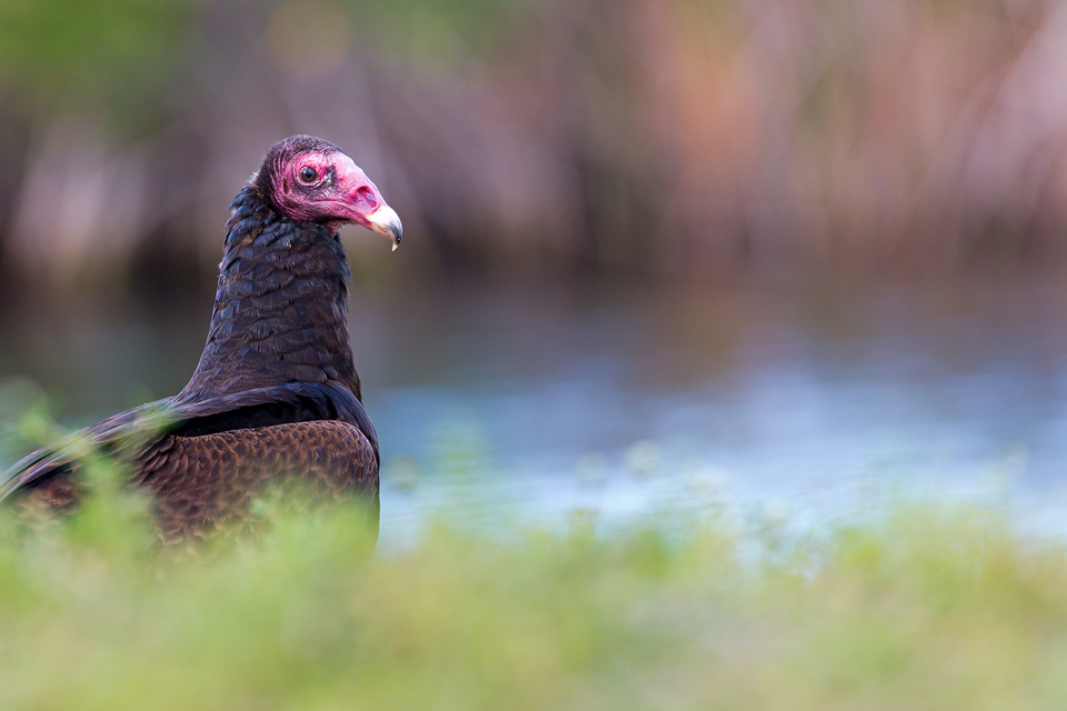Portrait of a turkey vulture (Cathartes aura). Canon 5D Mark III, Canon EF 400mm f/5.6 L USM, 1/320, f/6.3, iso 800, handheld.