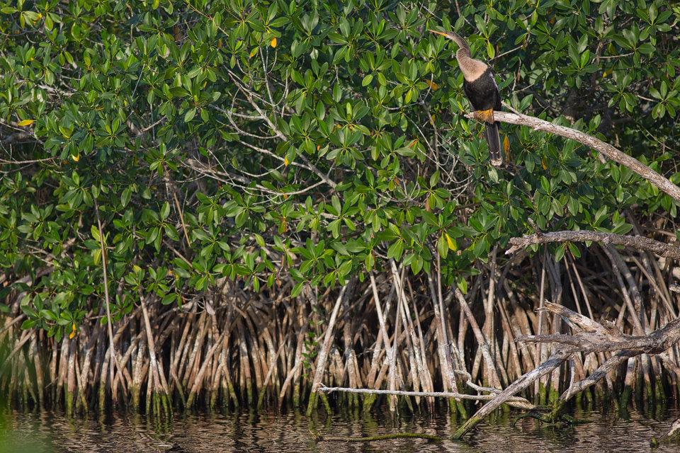 Anhinga (Anhinga anhinga) sitting in mangroves. Canon 5D Mark III, Canon EF 400mm f/5.6 L USM, 1/320, f/5.6, iso 320, handheld.