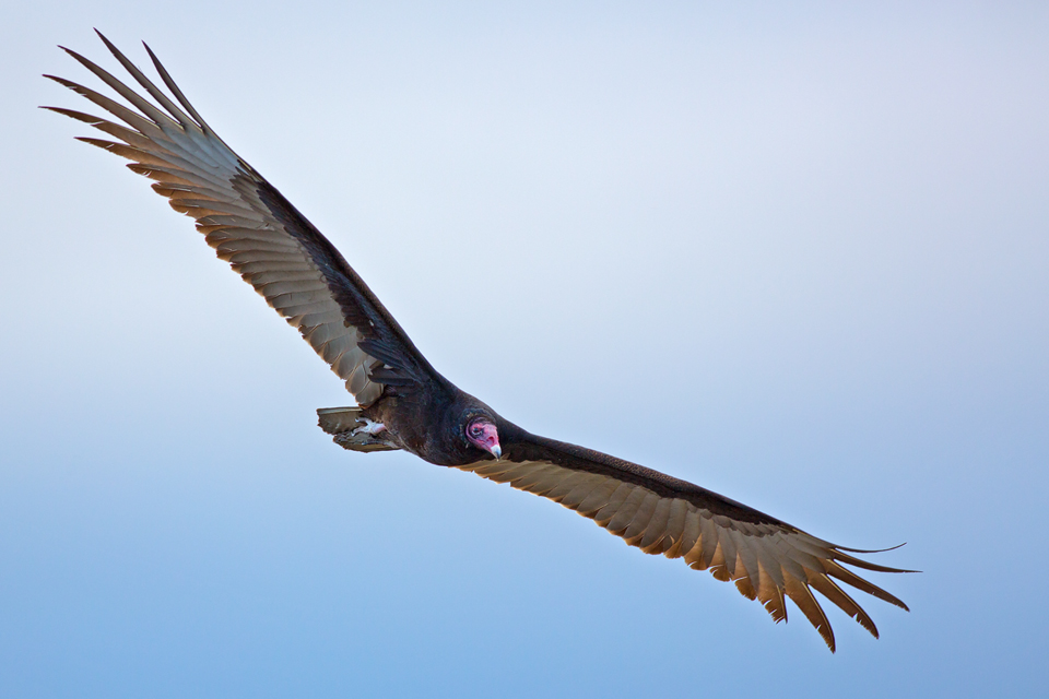 A turkey vulture (Cathartes aura) showing its impressive wingspan. Canon 5D Mark III, Canon EF 400mm f/5.6 L USM, 1/500, f/6.3, iso 320, handheld.