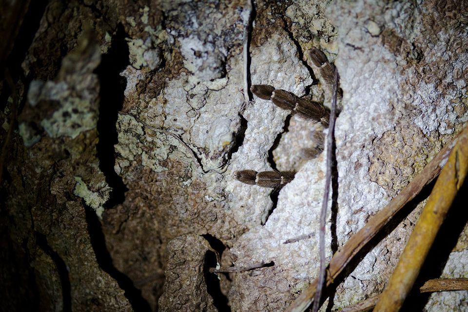 Hidden tarantula (Theraphosidae sp.). Canon 5D MKIII, Canon EF 100mm f/2.8 USM Macro, 1/80, f/2.8, iso 2000, handheld, flashlight.