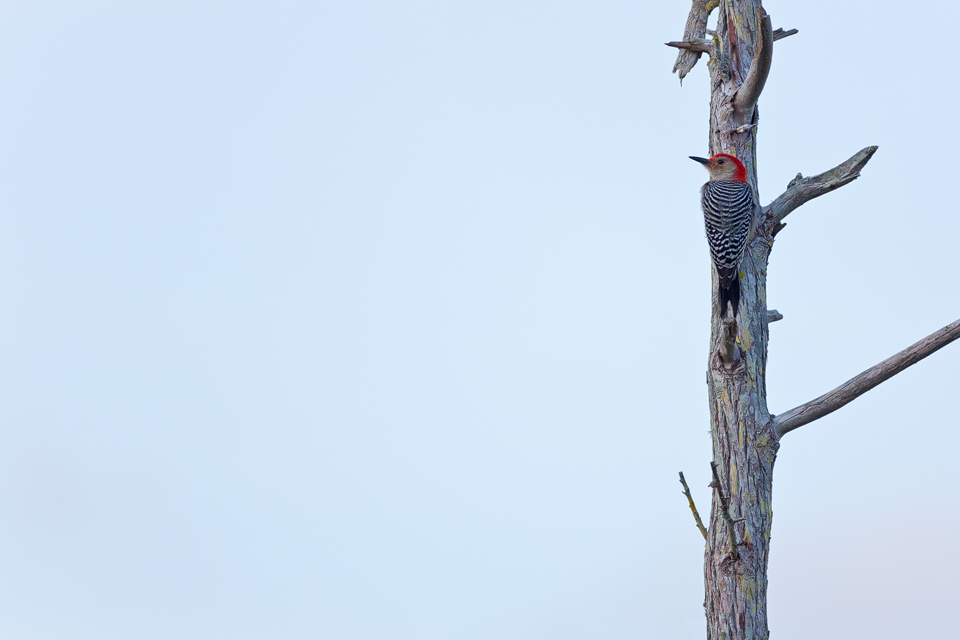 A red-bellied woodpecker (Melanerpes carolinus) on a dead tree. Canon 5D Mark III, Canon EF 400mm f/5.6 L USM, 1/500, f/5.6, iso 320, handheld.