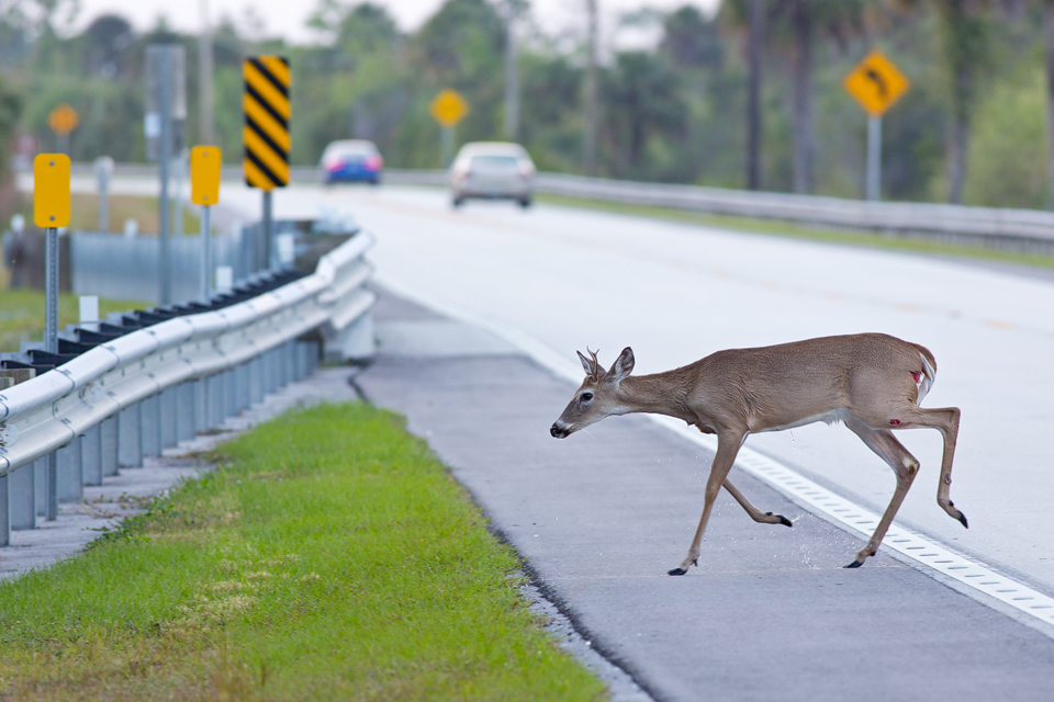 Injured white-tailed deer (Odocoileus virginianus) buck crossing Tamiami Trail. Canon 5D Mark III, Canon EF 400mm f/5.6 L USM, 1/320, f/6.3, iso 400, handheld.
