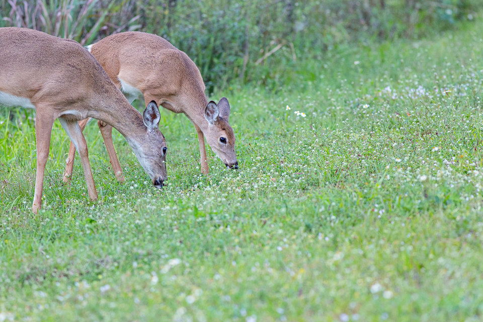 Grazing white-tailed deer (Odocoileus virginianus). Canon 5D Mark III, Canon EF 400mm f/5.6 L USM, 1/500, f/5.6, iso 2500, handheld.
