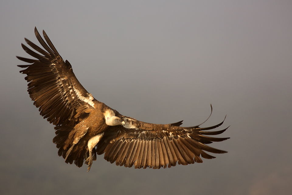 A Griffon Vulture (Gyps fulvus) landing. Canon 5D MKIII, Canon EF 400mm f/5.6 L USM, 1/400, f/6.3, iso 250, tripod.