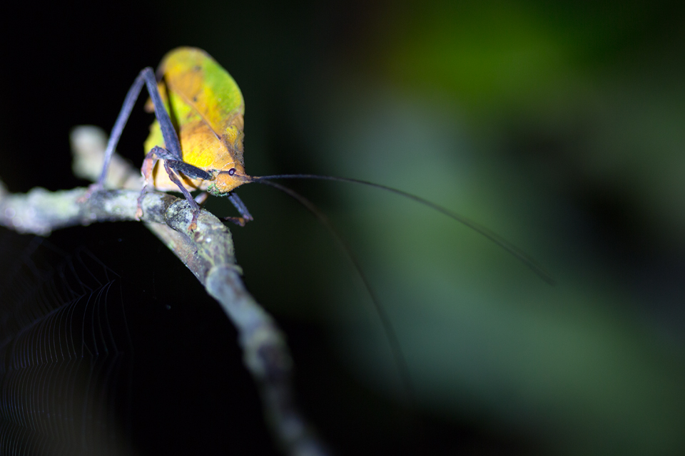 A camouflaged walking-leaf katydid (Mimetica mortuifolia). Canon 5D MKIII, Canon EF 100mm f/2.8 USM Macro, 1/250, f/2.8, iso 400, tripod, flashlight.