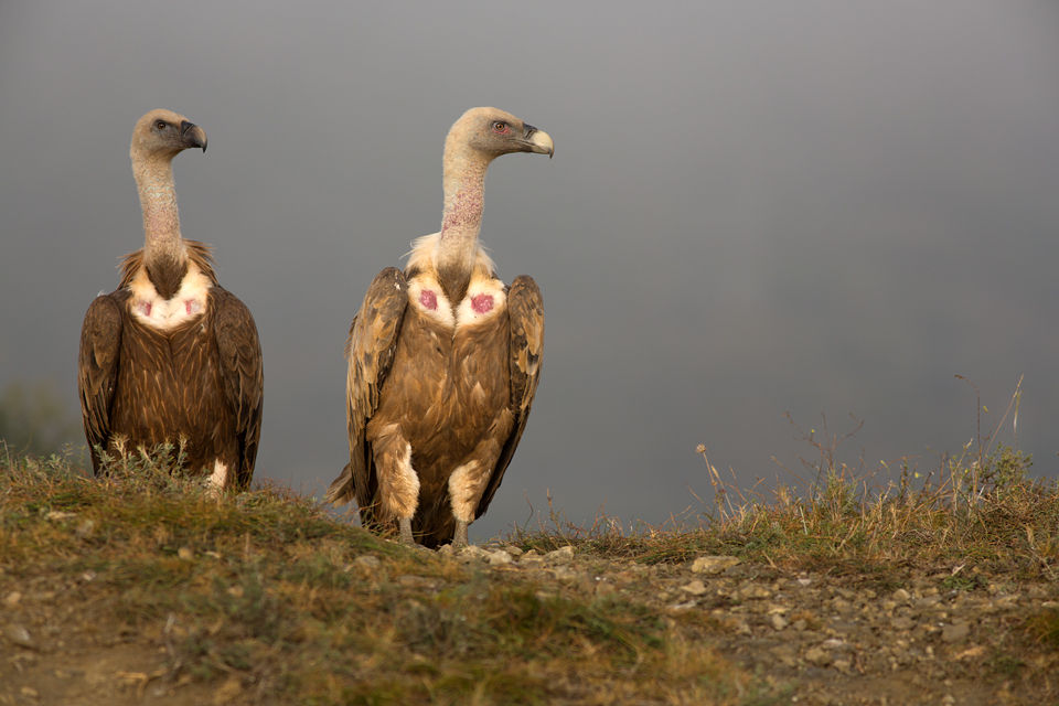 Waiting... for what? Canon 5D MKIII, Canon EF 400mm f/5.6 L USM, 1/200, f/8, iso 200, tripod.