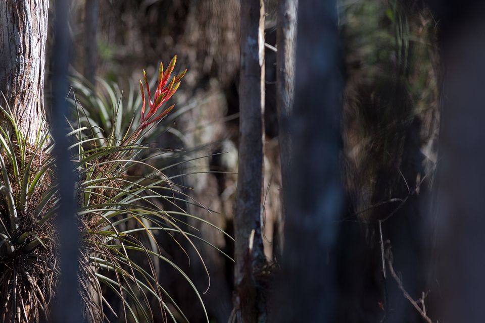 A giant airplant (Tillandsia fasciculata) between bald cypress (Taxodium distichum). Canon 5D Mark III, Canon EF 400mm f/5.6 L USM, 1/500, f/6.3, iso 400, handheld.