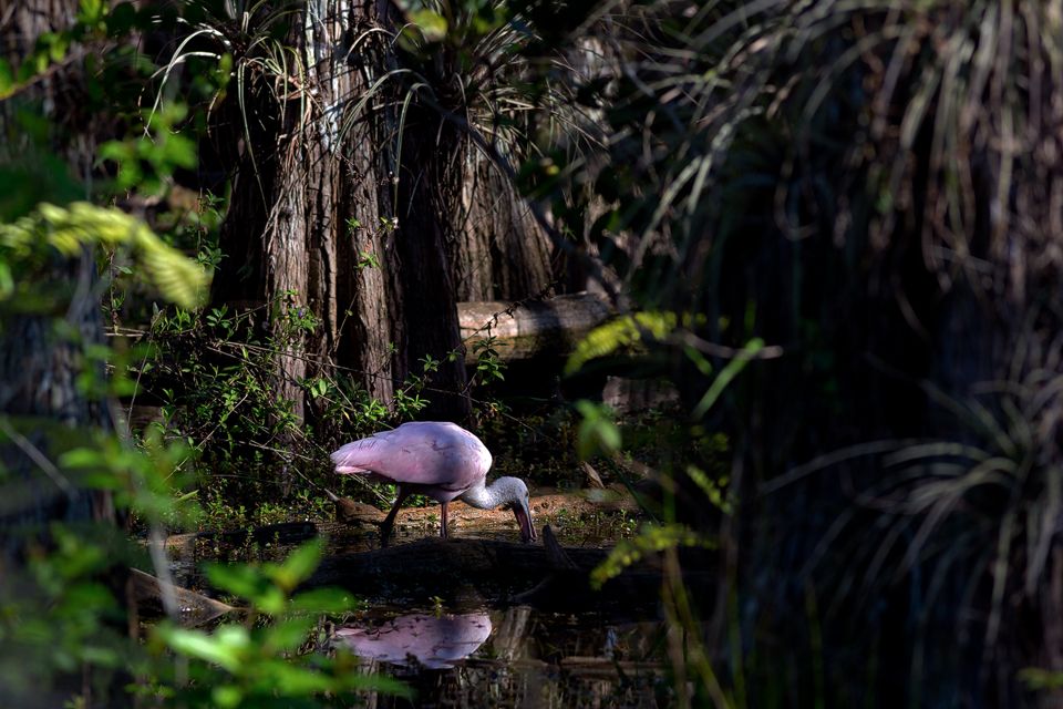 A roseate spoonbill (Platalea ajaja) looking for food in the swamp. Canon 5D Mark III, Canon EF 400mm f/5.6 L USM, 1/500, f/6.3, iso 320, handheld.