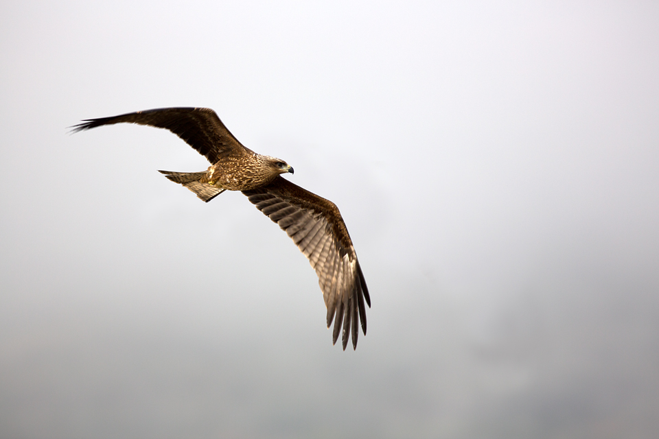 A Black Kite (Milvus migrans) swooping in. Canon 5D MKIII, Canon EF 400mm f/5.6 L USM, 1/320, f/5.6, iso 100, tripod.