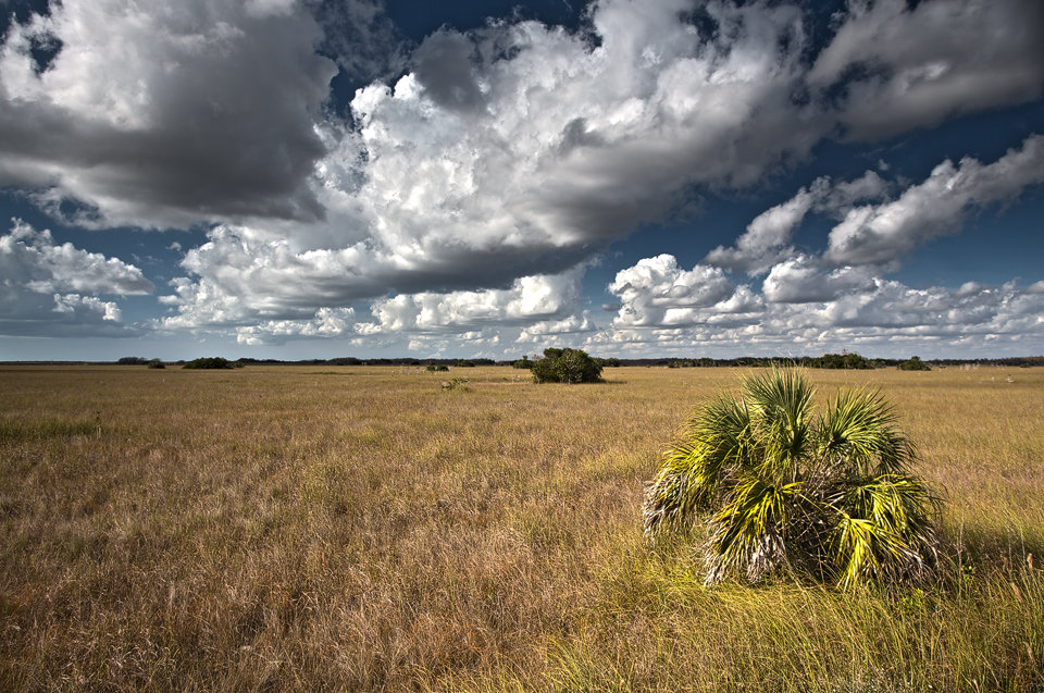 The essence of the Everglades from on top of of a pickup truck: endless 'grass' and skies. Canon 5D Mark III, Canon EF 17-40mm f/4.0 L USM, HDR, iso 100, handheld + Cokin grad ND filter.