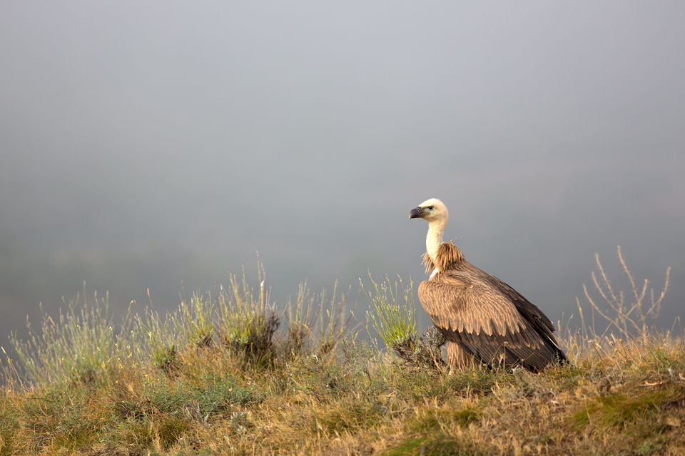 King on the hill. Canon 5D MKIII, Canon EF 400mm f/5.6 L USM, 1/250, f/5.6, iso 200, tripod.