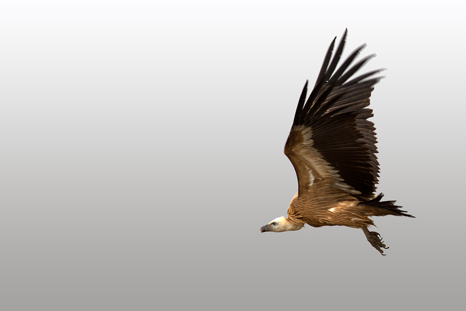 A Griffon Vulture (Gyps fulvus) in flight. Canon 5D MKIII, Canon EF 400mm f/5.6 L USM, 1/400, f/7.1, iso 200, tripod.