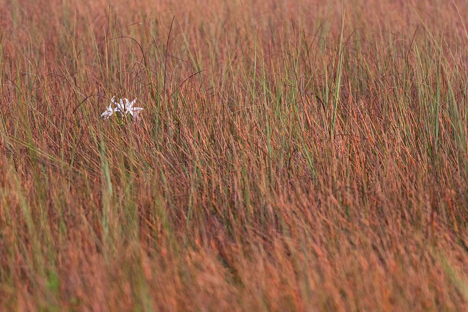 A lonely swamp lilly (Crinum americanum). Canon 5D Mark III, Canon EF 400mm f/5.6 L USM, 1/40, f/5.6, iso 3200, handheld.