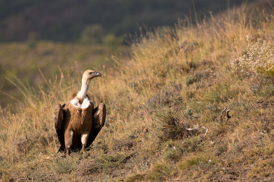 A Griffon Vulture (Gyps fulvus) checking out its surrounding. Canon 5D MKIII, Canon EF 400mm f/5.6 L USM, 1/400, f/6.3, iso 200, tripod.