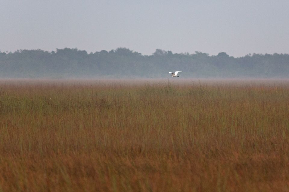 Great egret (Ardea alba) flying over a foggy early morning landscape. Canon 5D Mark III, Canon EF 400mm f/5.6 L USM, 1/200, f/5.6, iso 3200, handheld.