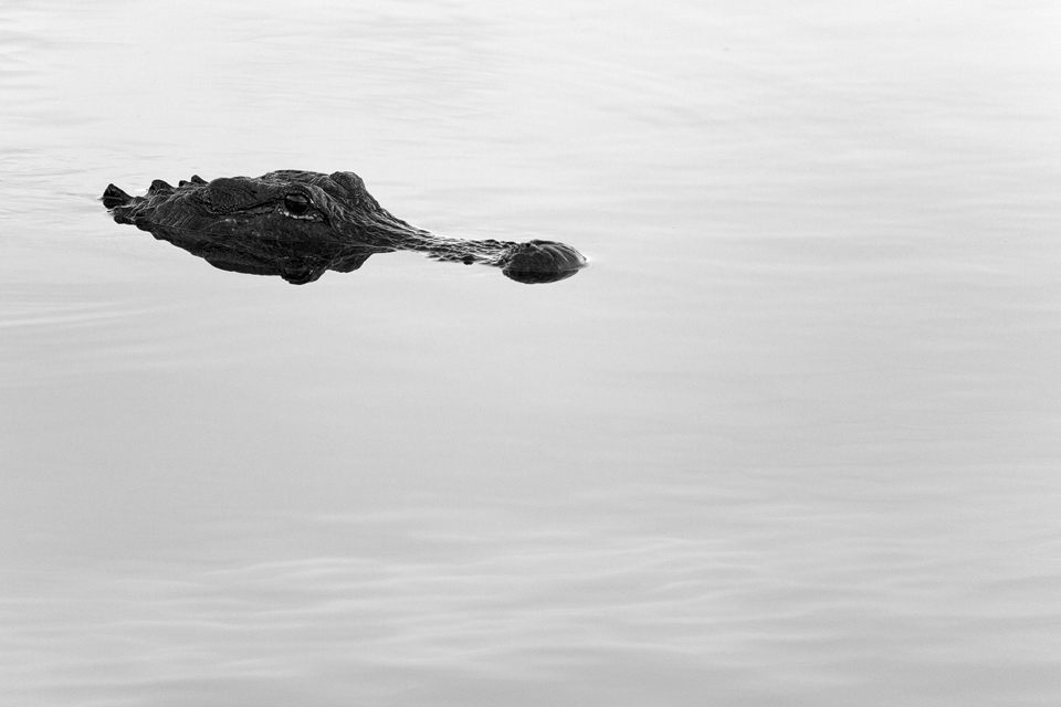 B&W alligator (Alligator mississippiensis). Canon 5D Mark III, Canon EF 400mm f/5.6 L USM, 1/320, f/5.6, iso 1000, handheld.
