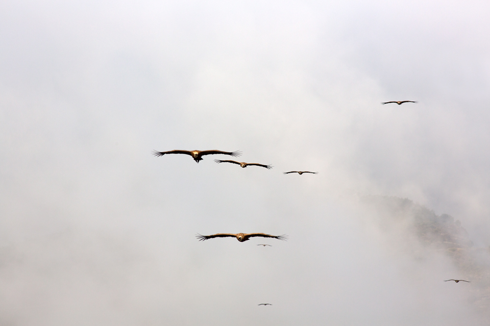 Swarms of Griffon Vulture (Gyps fulvus) descending from their roosting spot in the fog. Canon 5D MKIII, Canon EF 400mm f/5.6 L USM, 1/400, f/9, iso 200, tripod.