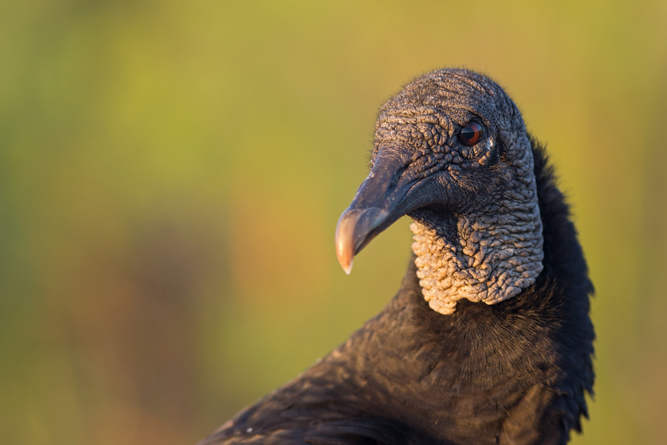 Portrait of a black vulture (Coragyps atratus). Canon 5D Mark III, Canon EF 400mm f/5.6 L USM, 1/320, f/5.6, iso 640, handheld.