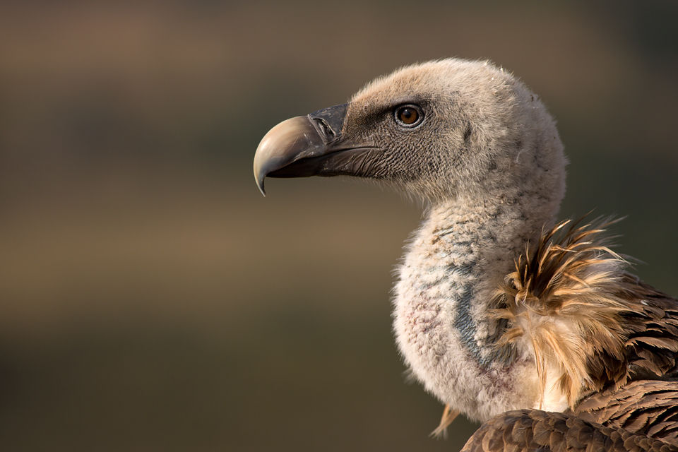 Different feather patterns on a Griffon Vulture (Gyps fulvus). Canon 5D MKIII, Canon EF 400mm f/5.6 L USM, 1/400, f/5.6, iso 100, tripod.