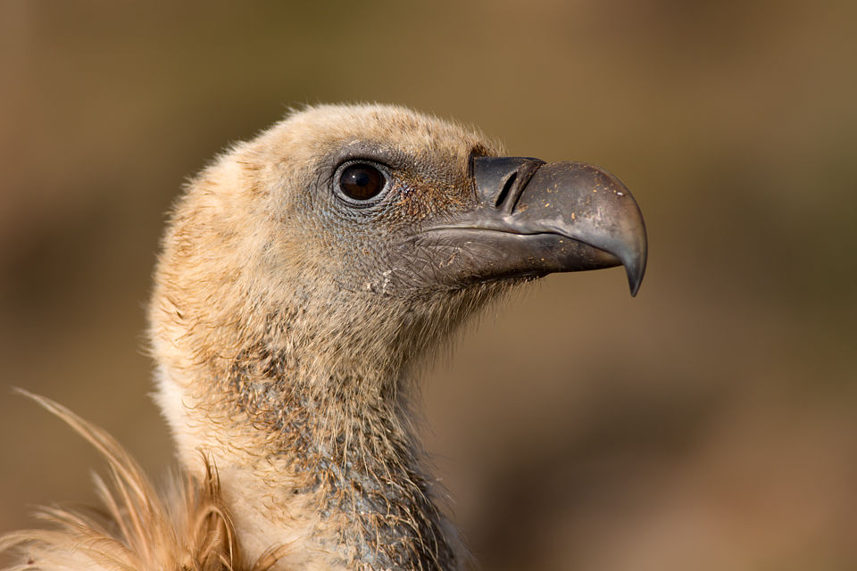 Not that ugly after all? Canon 5D MKIII, Canon EF 400mm f/5.6 L USM, 1/400, f/5.6, iso 100, tripod.
