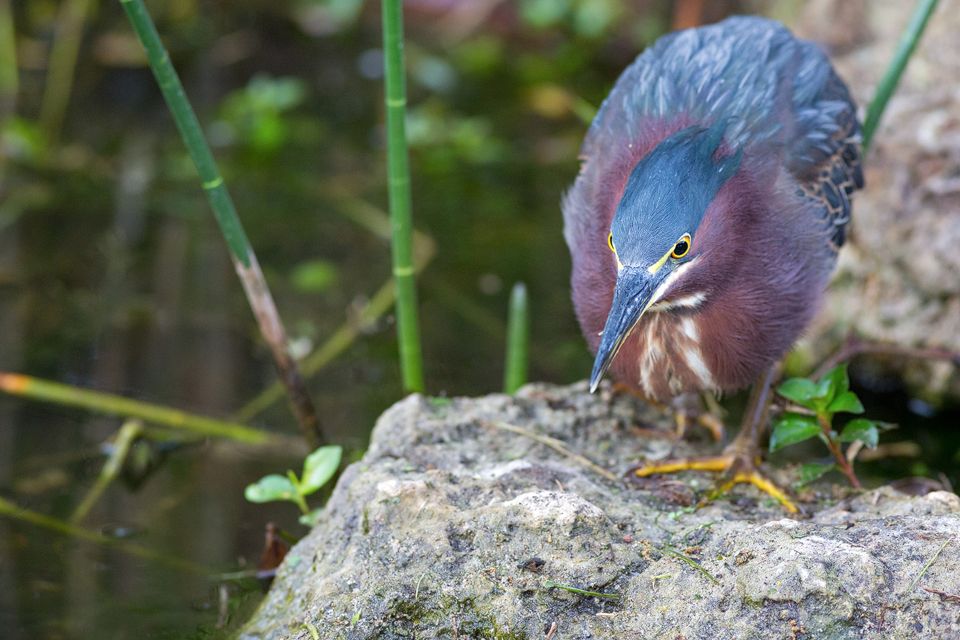 A green heron (Butorides virescens) fishing. Canon 5D Mark III, Canon EF 400mm f/5.6 L USM, 1/250, f/5.6, iso 3200, handheld.