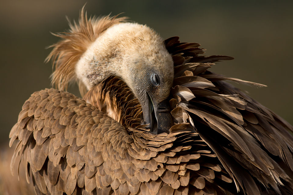 A Griffon Vulture (Gyps fulvus) grooming its feathers. Canon 5D MKIII, Canon EF 400mm f/5.6 L USM, 1/400, f/5.6, iso 100, tripod.