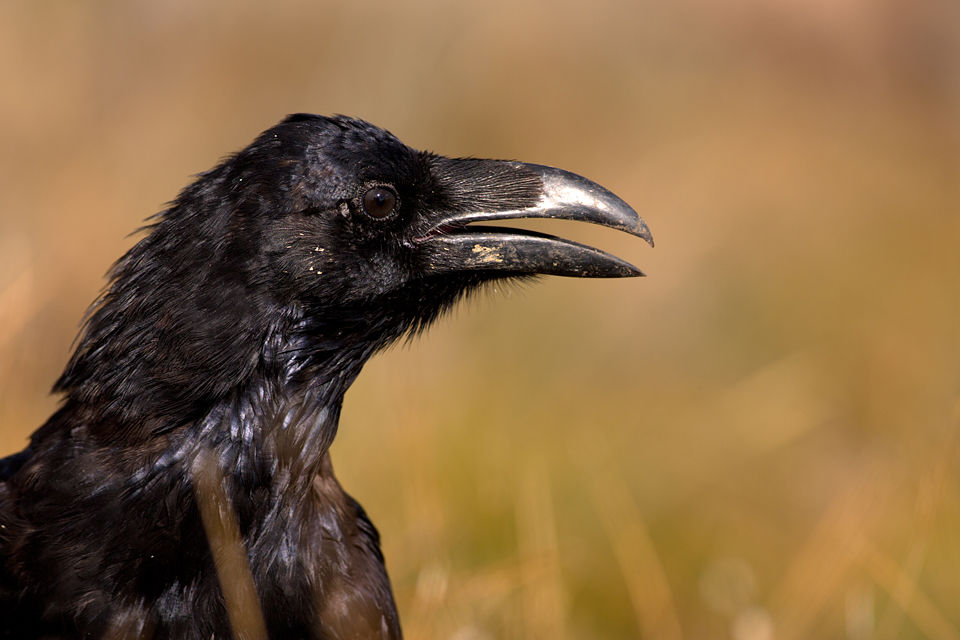 Common Ravens (Corvus corax) are the first on the scene. Canon 5D MKIII, Canon EF 400mm f/5.6 L USM, 1/400, f/5.6, iso 100, tripod.
