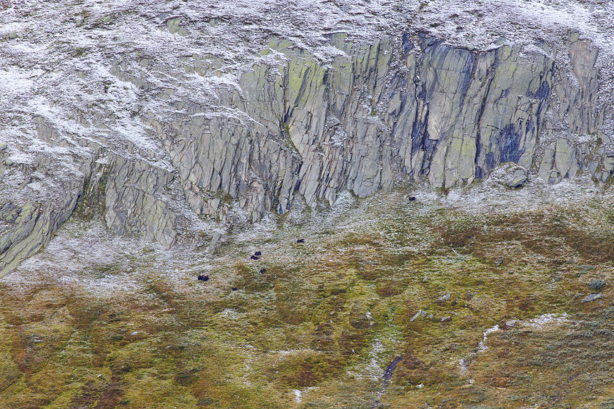 Can you see the herd?