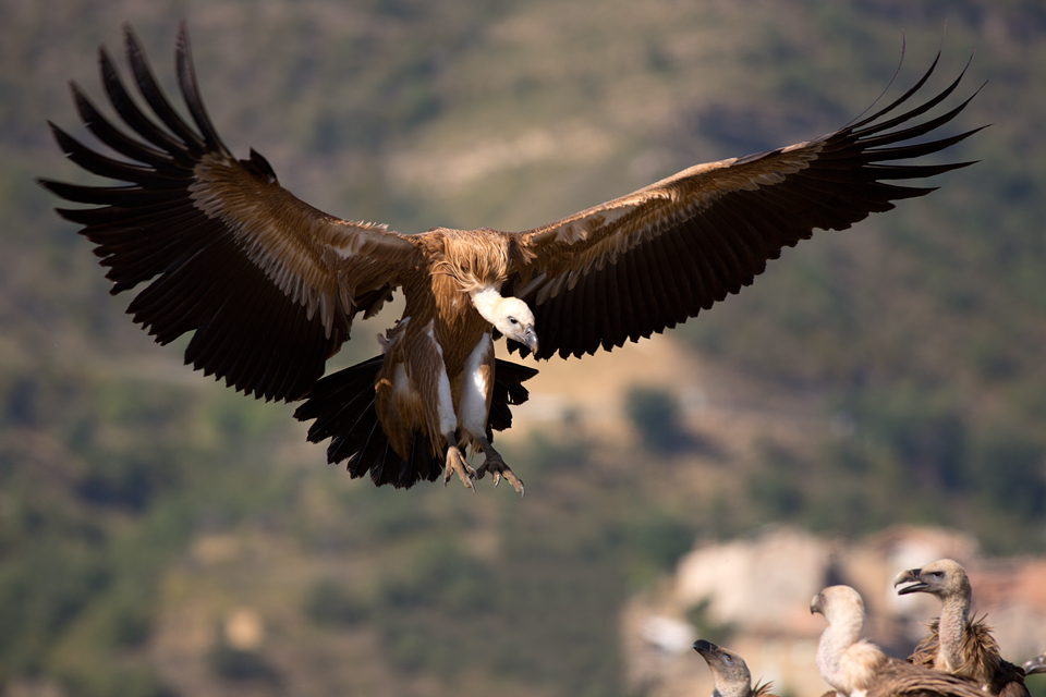 Griffon Vultures (Gyps fulvus) against the backdrop of a small village. Canon 5D MKIII, Canon EF 400mm f/5.6 L USM, 1/500, f/5.6, iso 100, tripod.
