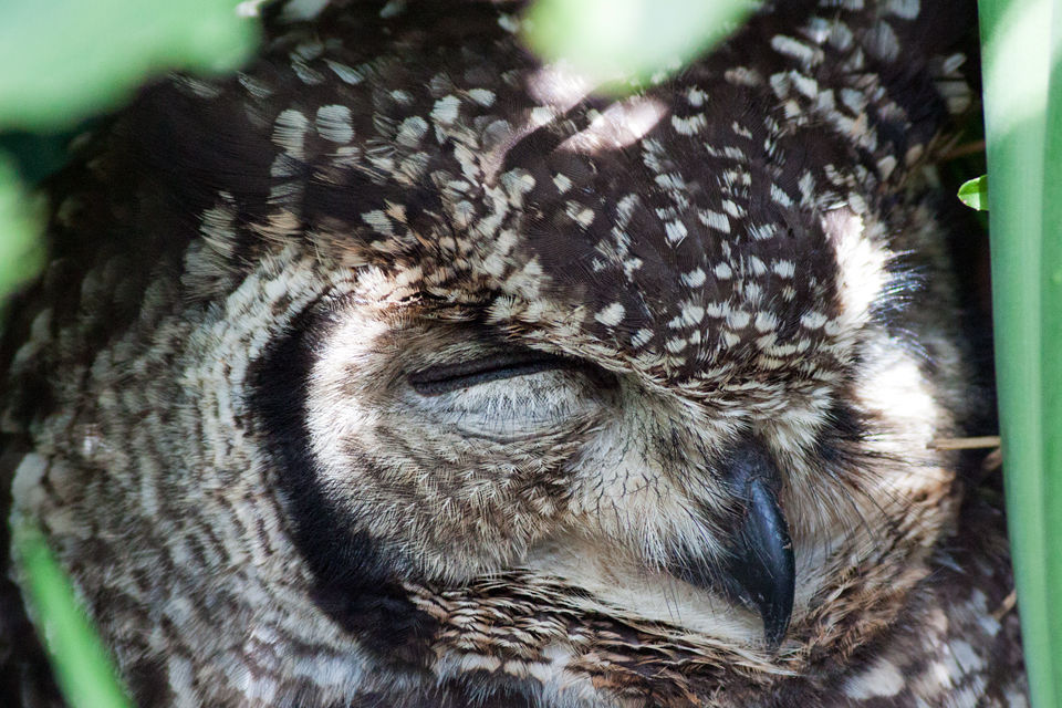 A roosting cape eagle-owl (Bubo capensis). Canon 50D, Canon EF 400mm f/5.6 L USM, 1/250, f/5.6, iso 1600, handhold.