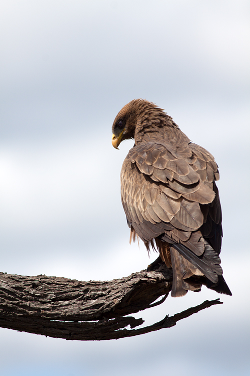 A yellow-billed kite (Milvus aegyptius). Canon 50D, Canon EF 400mm f/5.6 L USM, 1/640, f/8, iso 125, handhold from car.