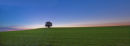 Alvecote Trees at Sunset