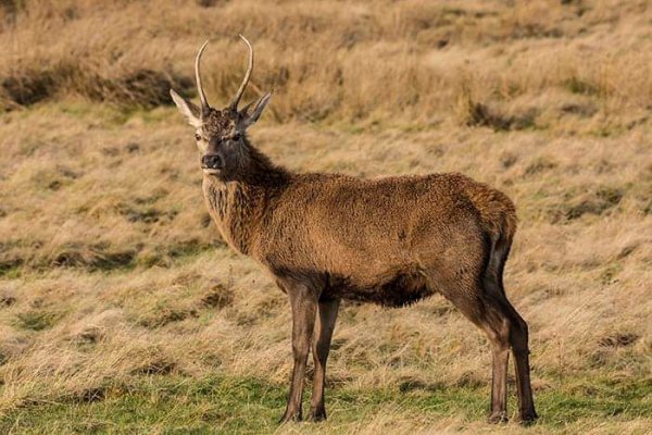 Red Deer Cannock Chase