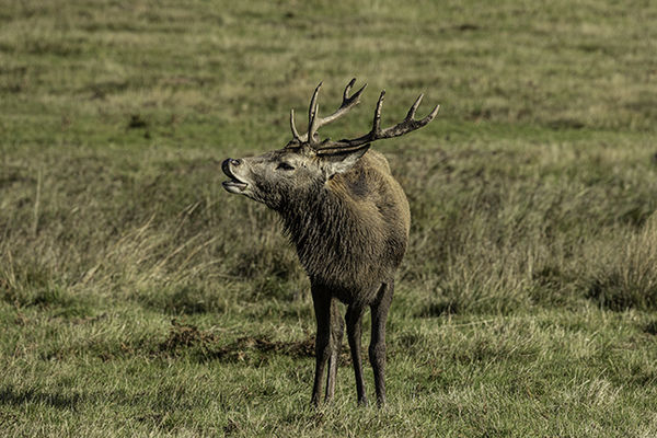 Red Deer Bellowing