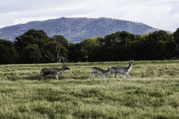 Fallow Deer Buck chasing Doe and Fawn