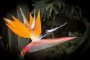Bird of Paradise flower.