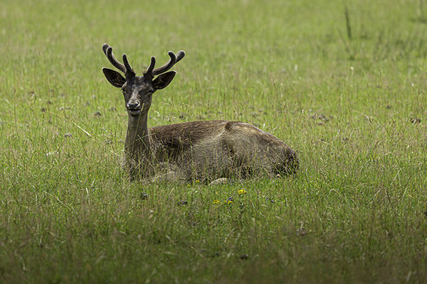 Deer at rest after eating.