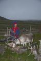 Sami male with Reindeer in Nord Kapp, Norway