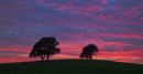 Alvecote trees at sunset