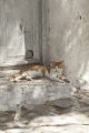 Resting