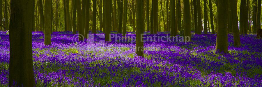 Bluebell Wood, Micheldever, Hampshire,England