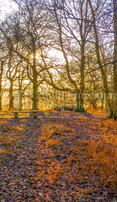 Woodland at Abinger Roughs near Abinger Hammer