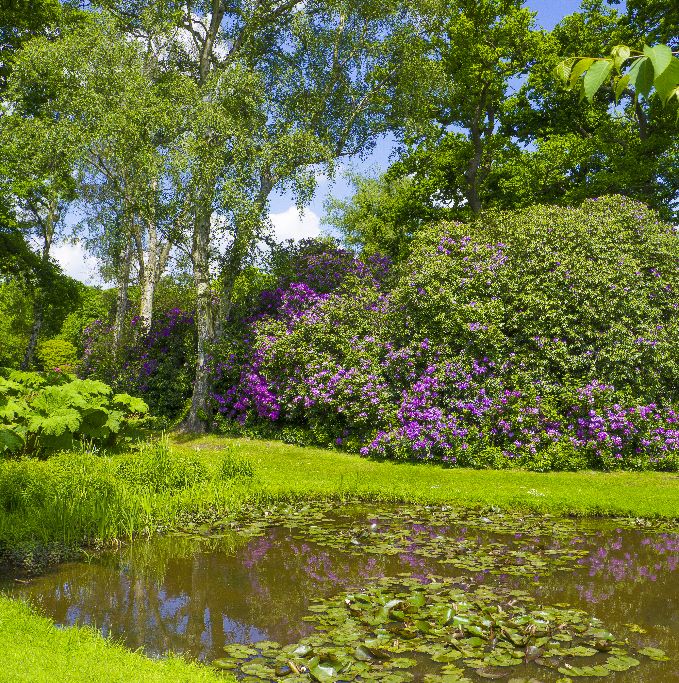 The Savill Garden,Windsor Great Park England.