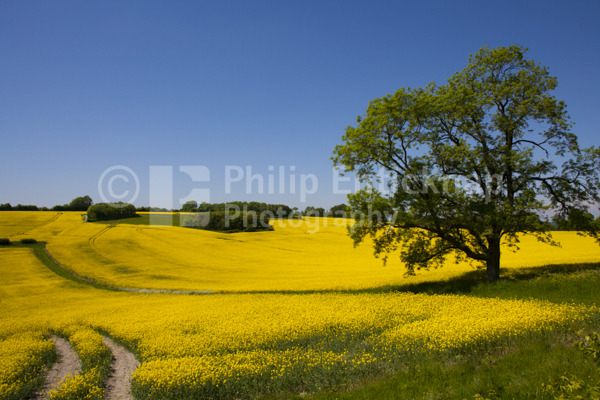 Rapeseed field,West Sussex, England
