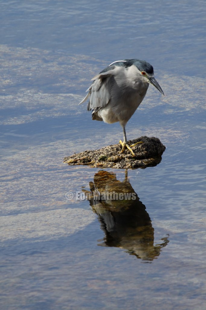 Night Heron