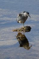 Falklands Wildlife