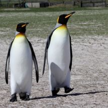 a pair of King Penquins